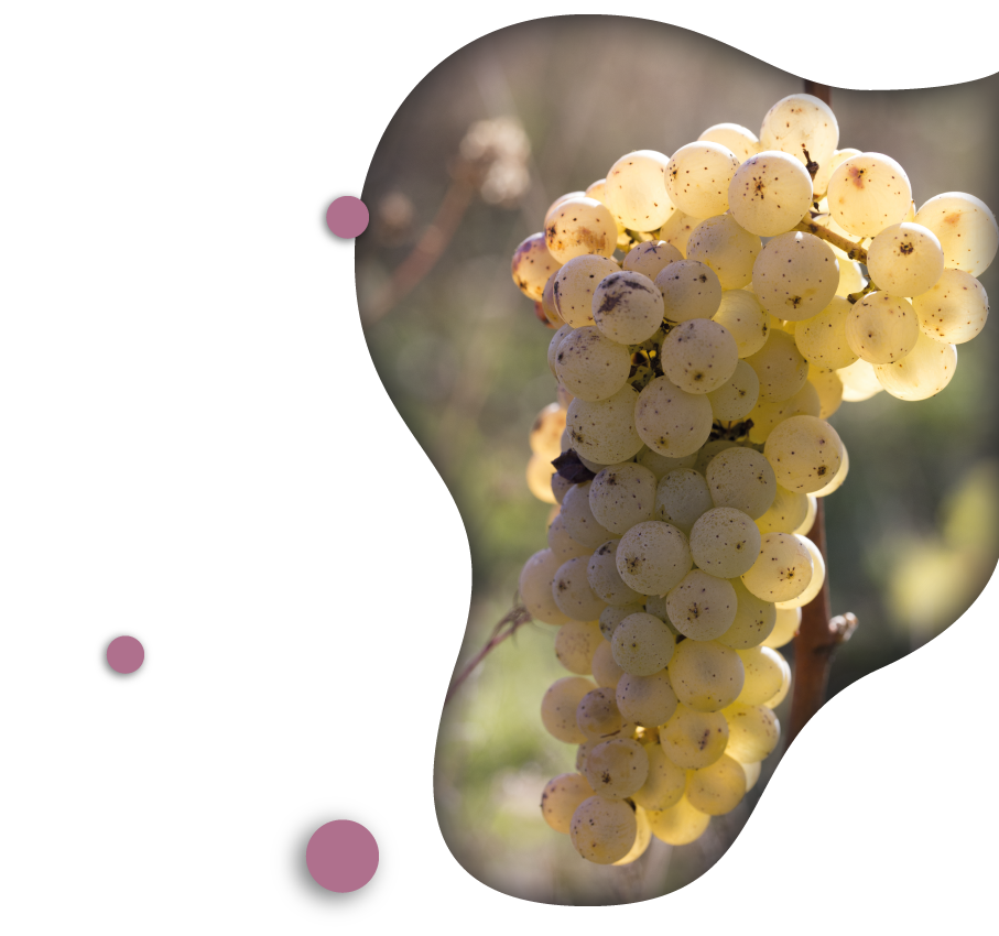 grappe de raisin vignes famille durand viticulture